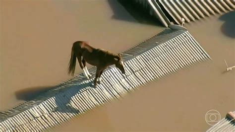 Cavalo Caramelo, símbolo de resistência na enchente no RS, .